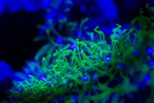 草皮珊瑚