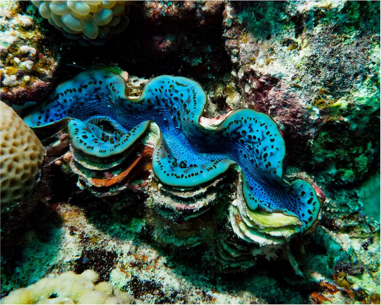长砗磲