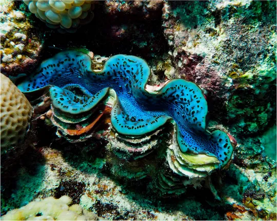 长砗磲