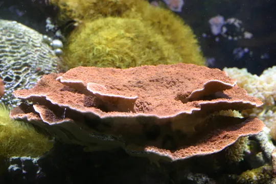 瓦片珊瑚