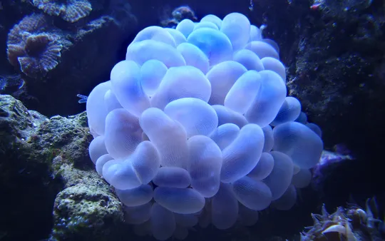 气泡珊瑚