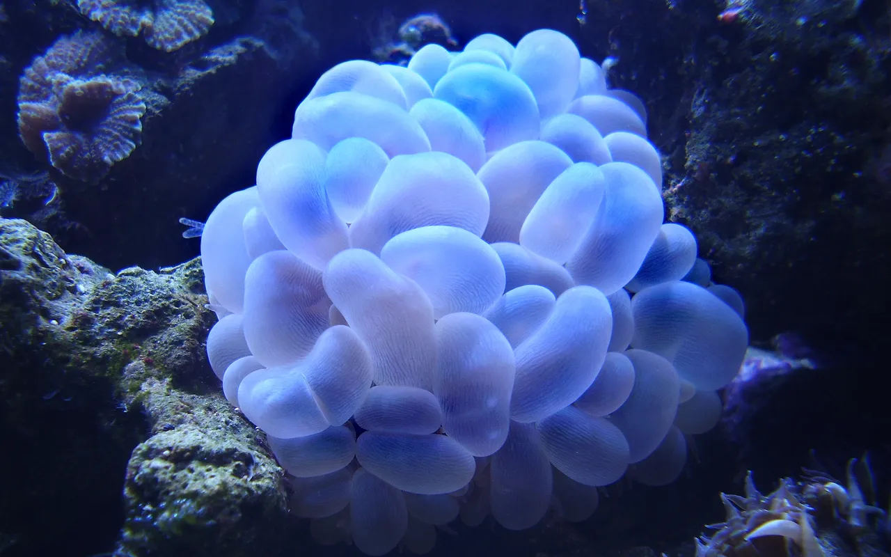 气泡珊瑚
