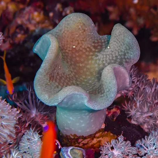 皮革珊瑚