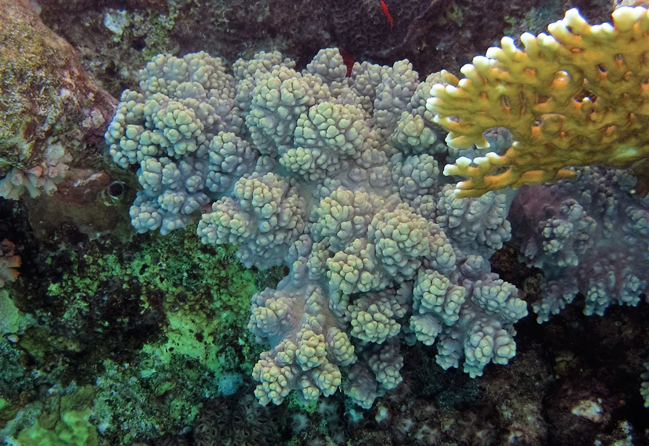 手指皮革
