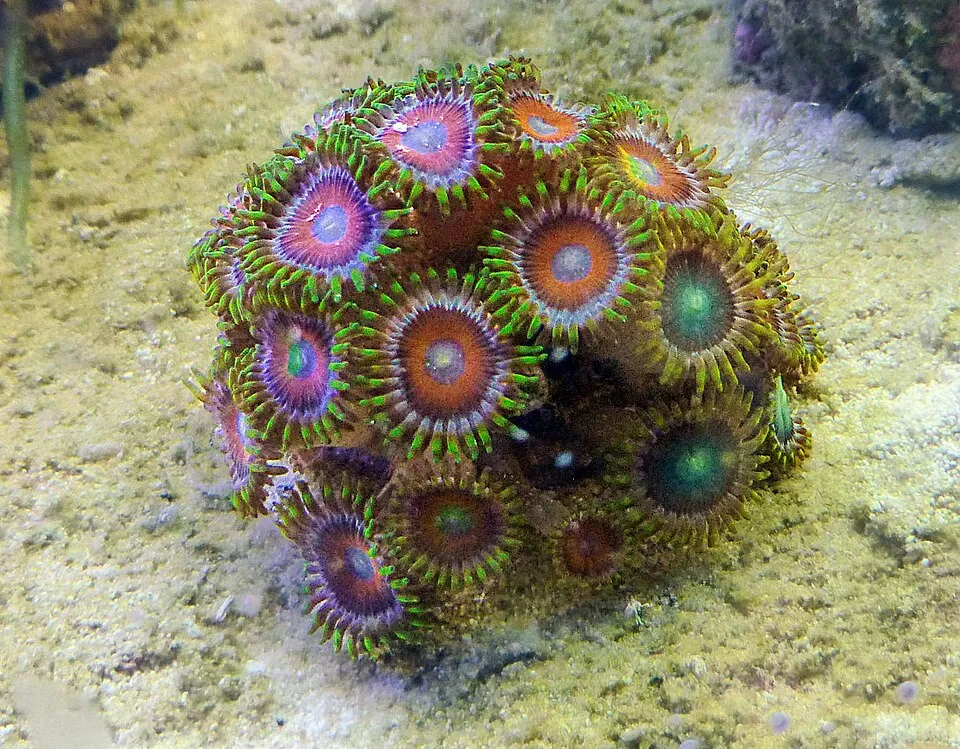 纽扣珊瑚